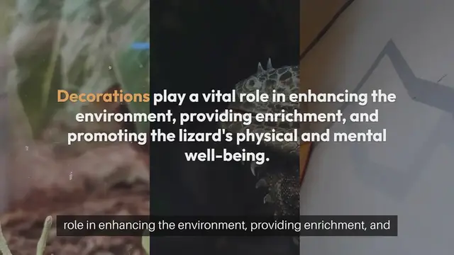 Video thumbnail for Lizard Habitat Decoration