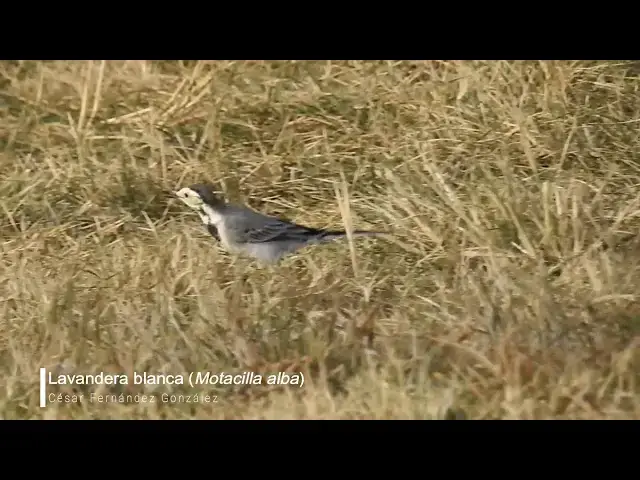Video thumbnail for Lavandera blanca (Motacilla alba)