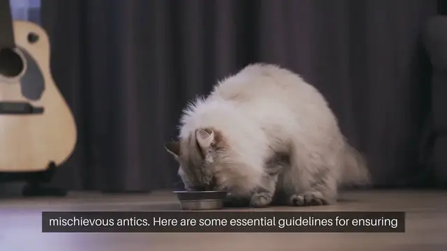 Video thumbnail for Ferret Nutrition Guidelines