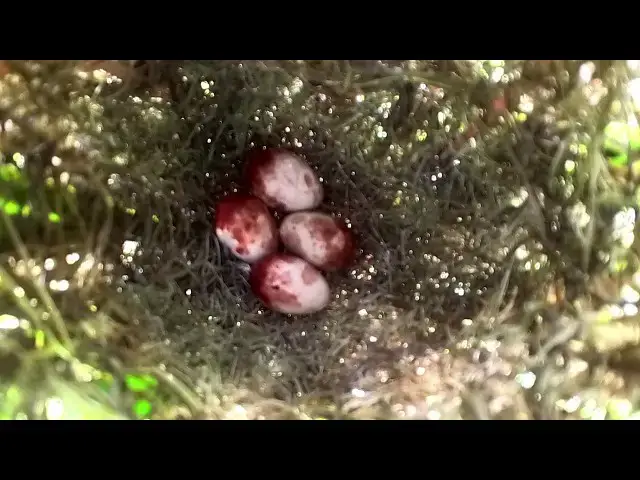 Video thumbnail for In Search of the Egg Golden-crowned Sparrow: A Birdwatcher's Delight  @ViralBirdNest