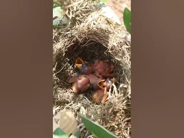 Video thumbnail for Bay Bird Wait Feed EP#002 #birdslover #birdwatch #wildlife #birdwatching #nature #birds