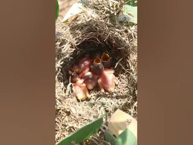 Video thumbnail for Bay Bird Wait Feed EP#004 #birdslover #birdwatch #wildlife #birdwatching #nature #birds
