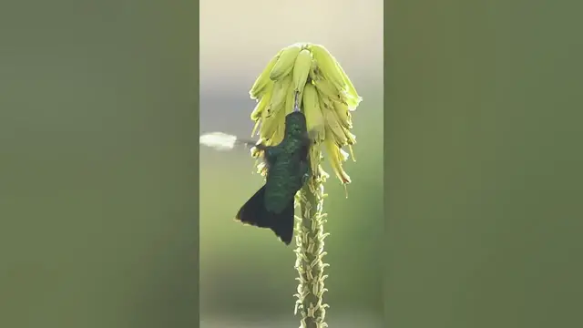 Video thumbnail for Blue-chinned Sapphire Hummingbird #shorts