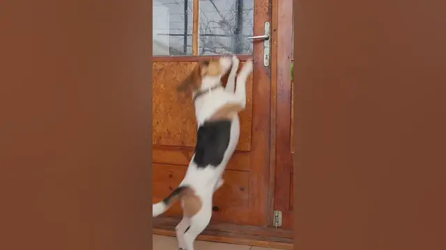 Video thumbnail for Smart dog #shorts