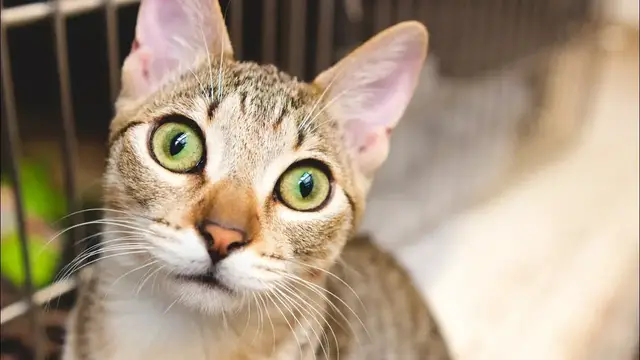 Video thumbnail for 12 Pros & Cons of Adopting Cats From a Shelter