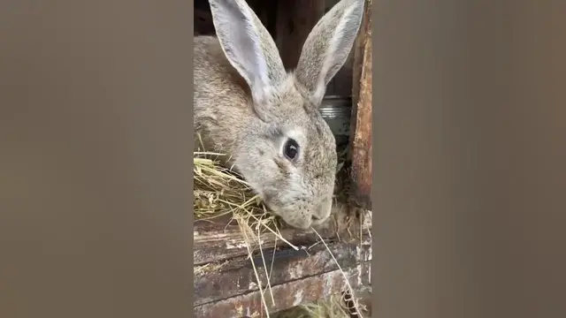 Video thumbnail for Cute rabbit closeup😍😘🥰#shorts