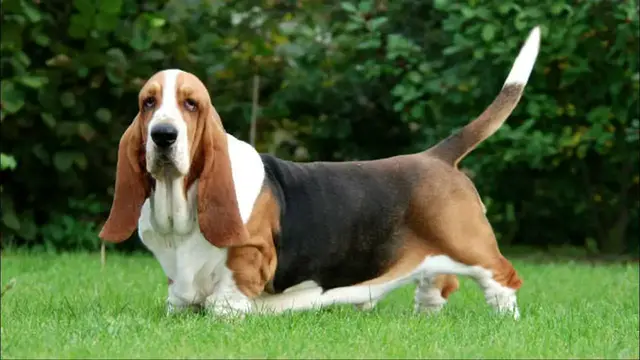 Video thumbnail for Basset Hound: Temperament