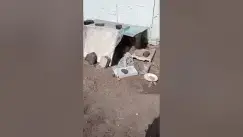 Video thumbnail for Stray dog puppies😍😘🥰#shorts