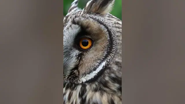 Video thumbnail for Owls must overcome a natural fear... #shorts