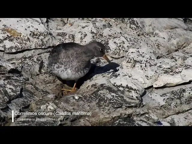 Video thumbnail for Correlimos oscuro (Calidris maritima)