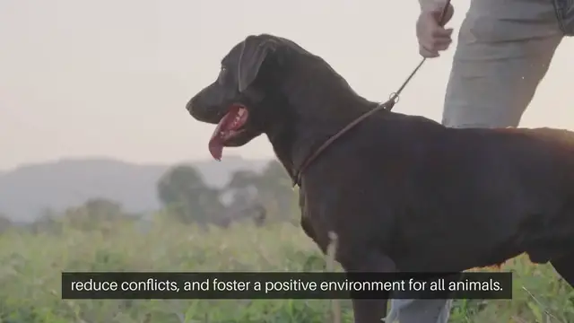 Video thumbnail for Multi Pet Household Training