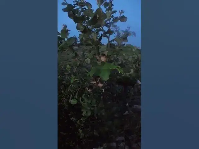 Video thumbnail for All Baby Bird Grown Sparrow #Ornithology #Nature #Biodiversity #Eggceptional #Eggstraordinary #Eggsp