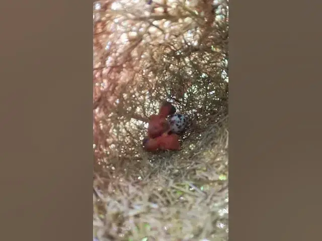 Video thumbnail for Smallest Babies Grown Bird Ep#095 #bird #wildbirdlife #babyanimal #aquarium #birdlife #birds  #wildb