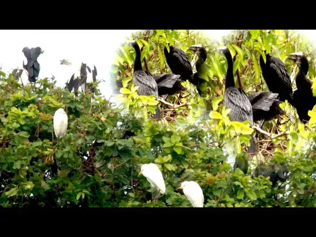 'Video thumbnail for កូនសត្វក្អែកទឹក ដណ្ដើមចំណីពីមេវា​ ស៊ីនៅលើសំបុក'