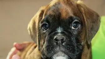 Video thumbnail for 200+ Best Boxer Dog Names