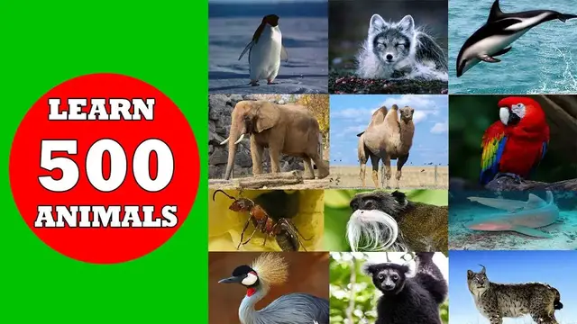 'Video thumbnail for Learn Animal Names for Kids | 500 animals for kids | Learn Animal names A to Z | Learn Animals'