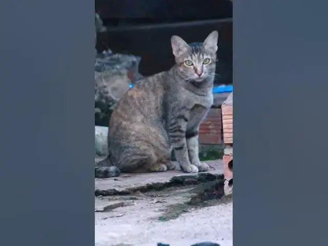 Video thumbnail for Top Cray Cat 6  #animals#Cat #shortcat #cats #allcat #allbabiescat #viralcat