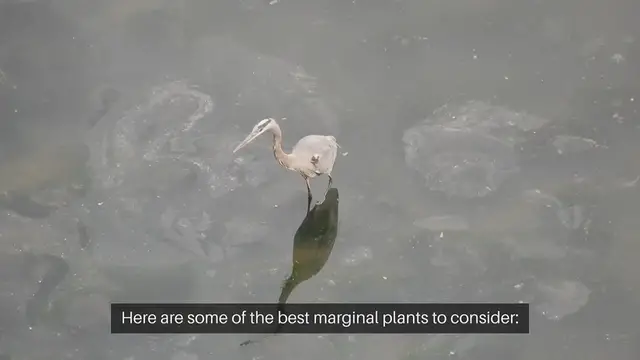 Video thumbnail for Best Marginal Plants for Water Gardens