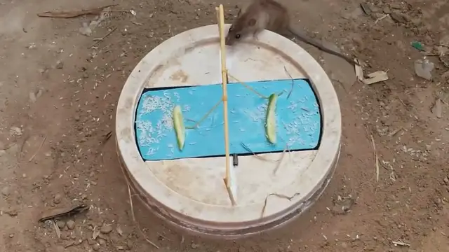 Video thumbnail for tuto comment réaliser un piège à rat fun