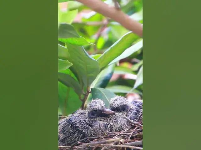 Video thumbnail for All Babies Doveii ep05 #birds #babyanimal #nature #flyingwiththedove #babybird #wildlife #wilddove
