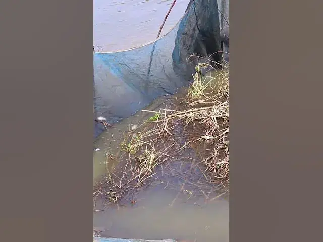 Video thumbnail for EP010 Omg a lot fish  #fish #alotfish #cathfish #shortfish