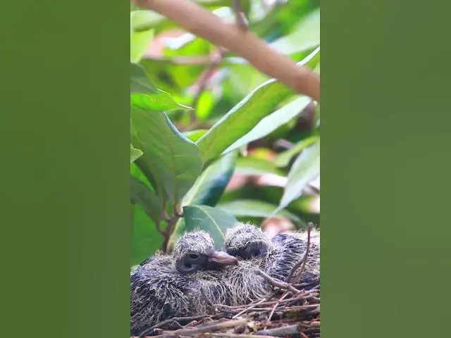 Video thumbnail for All Babies Doveii ep06 #birds #babyanimal #nature #flyingwiththedove #babybird #wildlife #wilddove