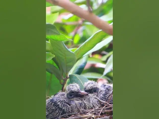 Video thumbnail for All Babies Doveii ep07 #birds #babyanimal #nature #flyingwiththedove #babybird #wildlife #wilddove