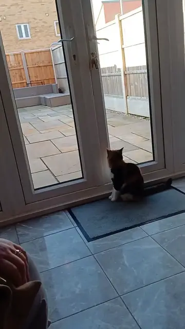 Video thumbnail for A lively cat