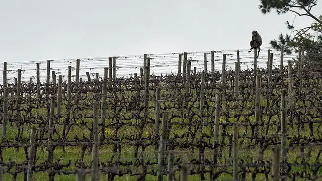 'Video thumbnail for How a South African vineyard is making better wine thanks to cattle and ducks'