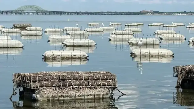 Video thumbnail for As oyster season surges, farmers and officials urge action to protect Great South Bay