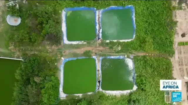 Video thumbnail for Senegal farmers turn to fish and rice farming