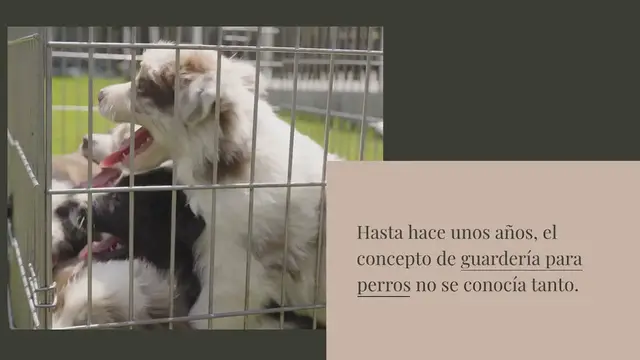 Video thumbnail for ¿Qué es una guardería para perros y dónde encontrarla?