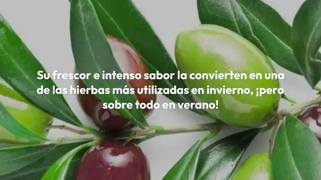 Video thumbnail for ¿Cómo plantar una menta? Guía para cultivarlo bien