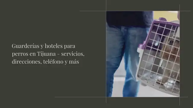 Video thumbnail for Guarderías y hoteles para perros en Tijuana - servicios, direcciones, teléfono y más