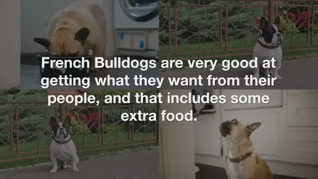 Video thumbnail for How much should a French Bulldog eat?