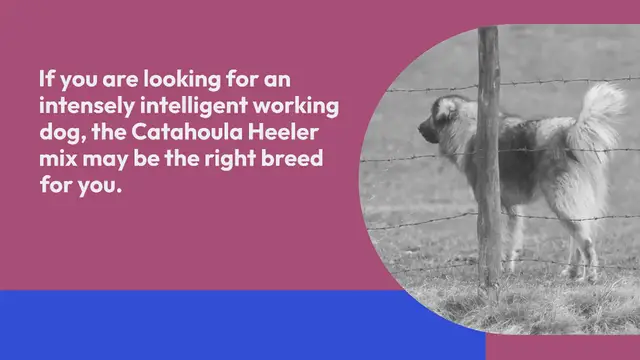 Video thumbnail for Catahoula Blue Heeler mix: everything about this breed
