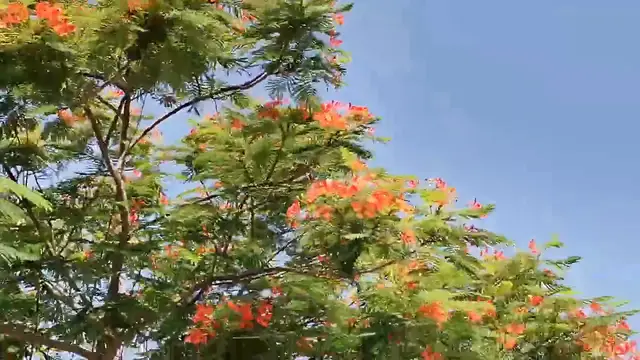 Video thumbnail for Red flower