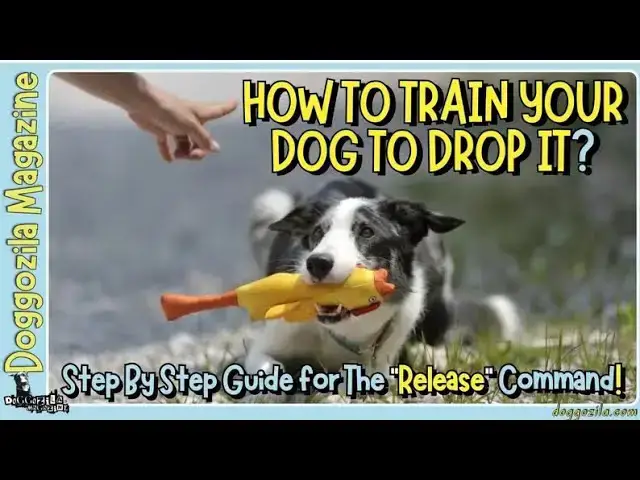 Video thumbnail for How to Train Your Dog to Drop it on Command?