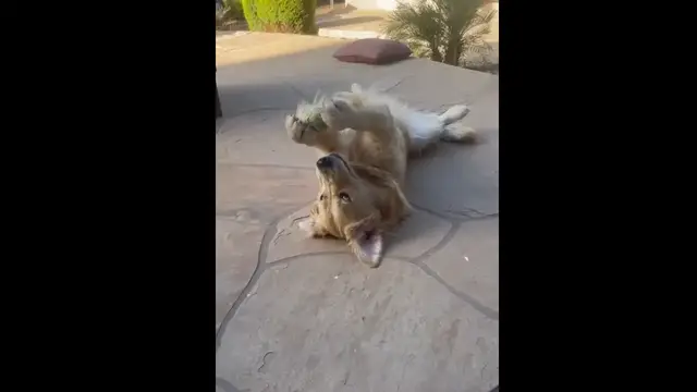 Video thumbnail for Labrador Finds a Funny New Way to Play With a Tennis Ball
