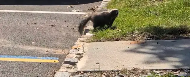 Video thumbnail for Health officials warn residents after fourth rabies-positive animal found in Middlesex County