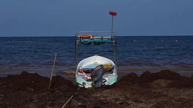 Video thumbnail for Mexico: Sargassum blankets beaches in Mexico's Tulum during annual seaweed season.