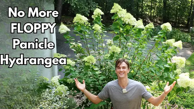 'Video thumbnail for Prune PANICLE HYDRANGEA Correctly - No More Floppy Plants - H. paniculata'