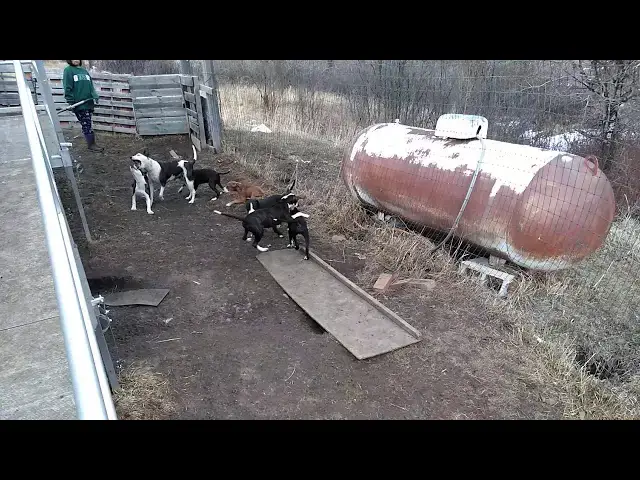 Video thumbnail for DIZZY PLAYING WITH HER PUPPIES #2