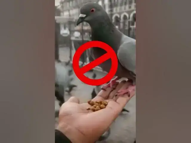 Video thumbnail for 🚨NEW RULE IN MAKKAH! Feeding Pigeons Now BANNED 🕊️ | Fine Up to 1000 SAR | Makkah Latest Update 2025