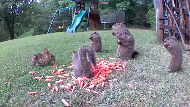 Video thumbnail for Baby Groundhogs, Rabbits, and Squirrels Eating Carrots Together