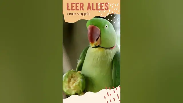 Video thumbnail for Leer alles over huisdieren