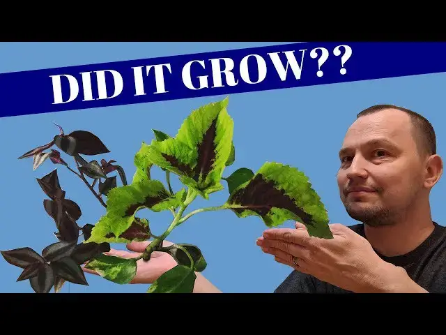 Video thumbnail for Coleus & Wandering Jew Houseplants in Aquarium (UPDATE)