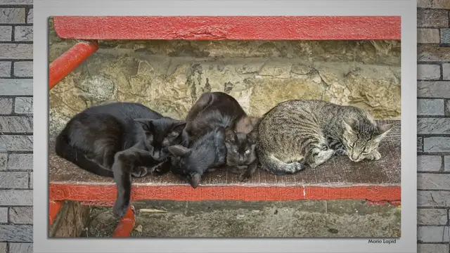 Video thumbnail for The Sociology of Thanksgiving: Unveiling the Dynamics Behind This Celebrated Tradition