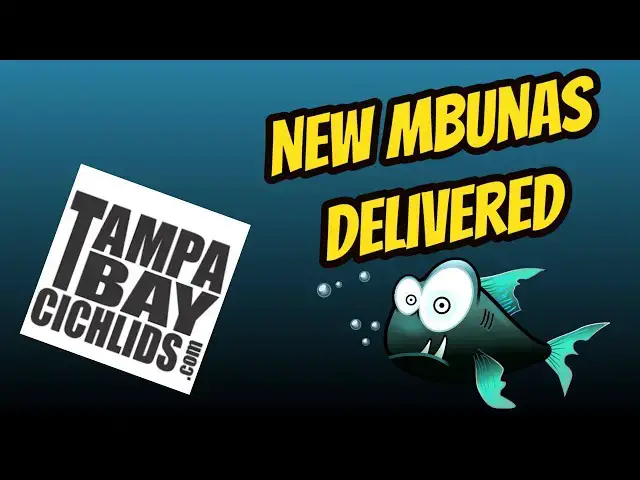 Video thumbnail for Unboxing New Mbunas from Tampa Bay Cichlids