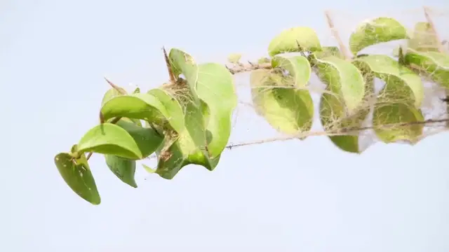 Video thumbnail for Preventing Houseplant Pests